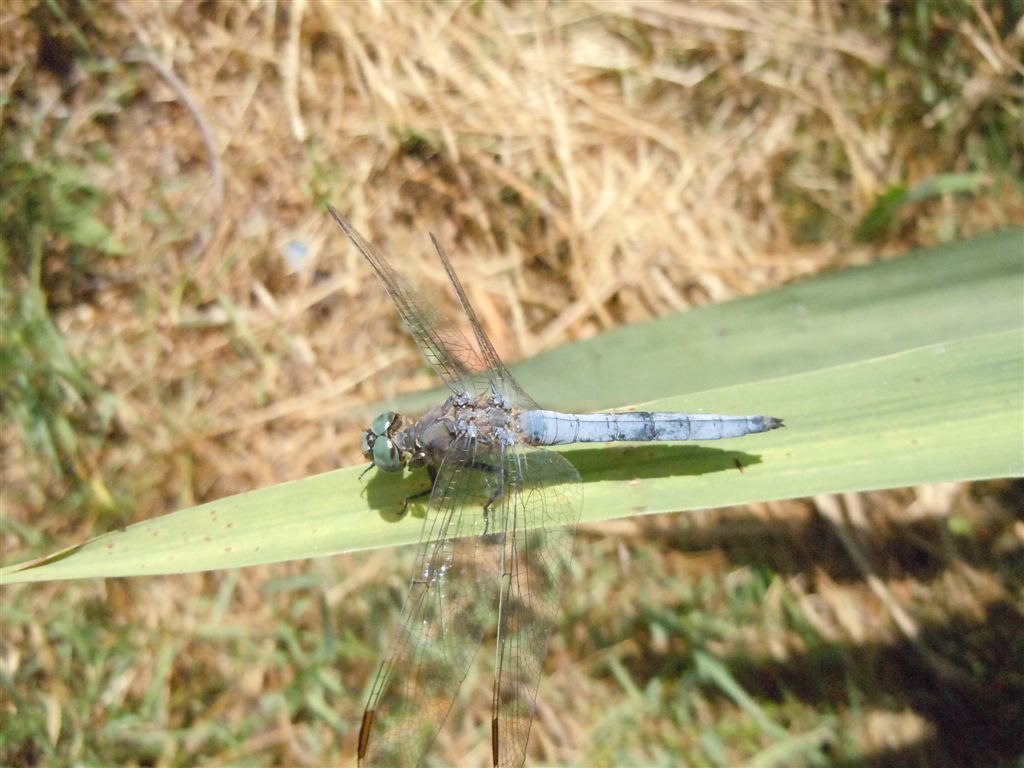 Orthetrum??